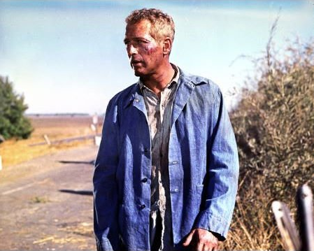 COOL HAND LUKE [1967] review : Jacked-in || Movie Reviews – Florida ...